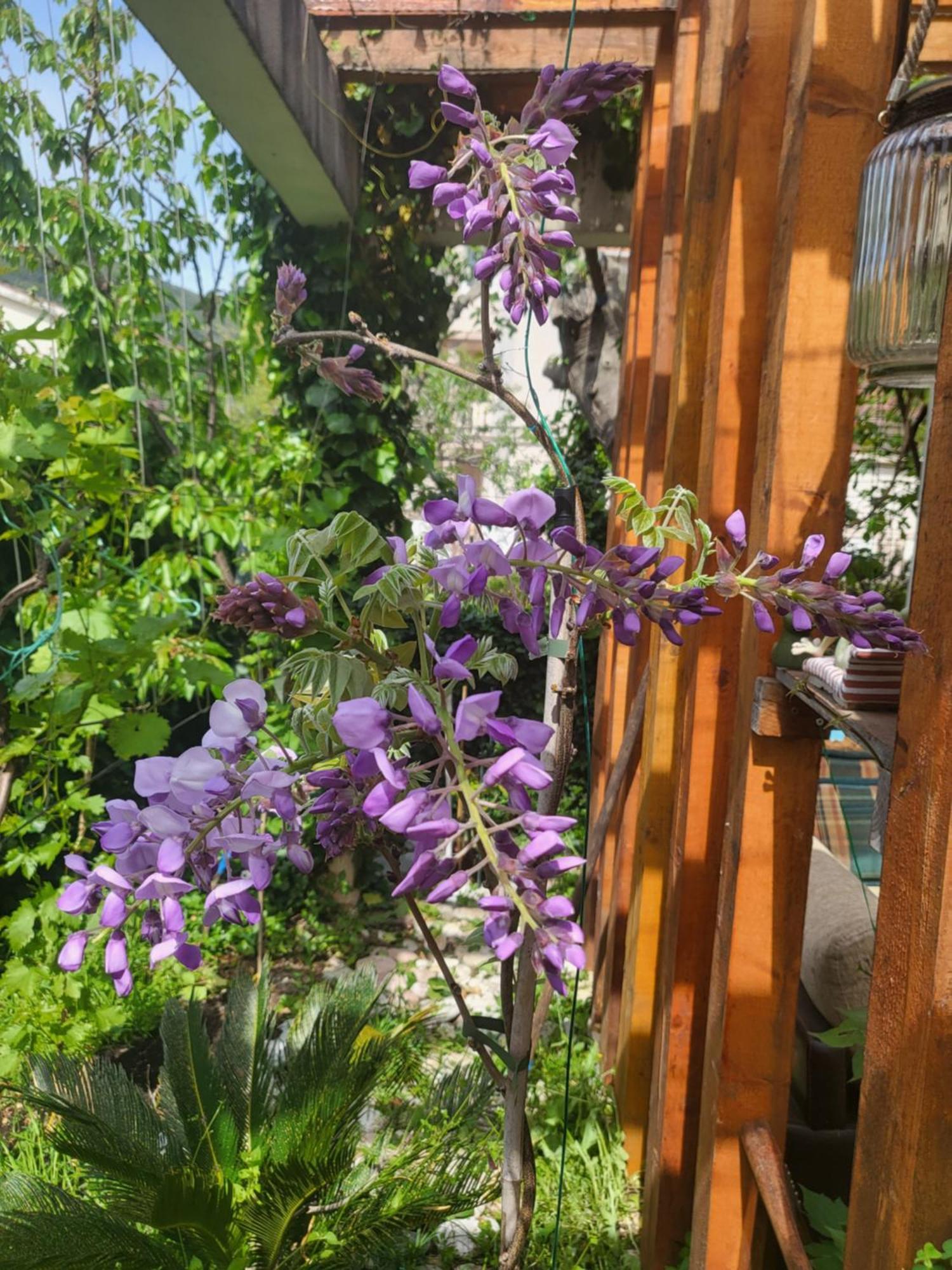 With Swimming Pool With Bathroom, Kitchen, Patio, Private Parking 2* Budva